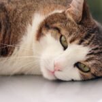 Your Cat's Purr: A Symphony of Comfort or a Hidden Cry for Attention?