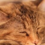 The Secret World of Cat Dreams: What Do Felines Ponder in Slumber?