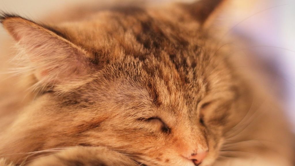 The Secret World of Cat Dreams: What Do Felines Ponder in Slumber?