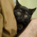 8 Common Human Habits That Confuse Your Cat (and How to Stop)