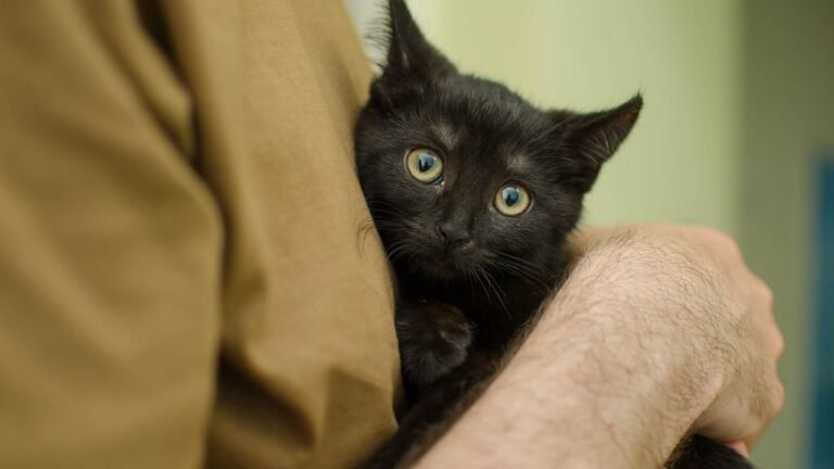 8 Common Human Habits That Confuse Your Cat (and How to Stop)