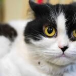 What If Your Cat's 'Zoomies' Are a Secret Energy Release Ritual?