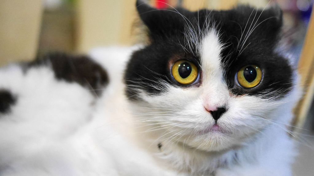 What If Your Cat's 'Zoomies' Are a Secret Energy Release Ritual?