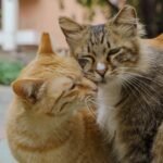 Your Cat's Tail: More Than Just a Balancer, It's a Mood Ring