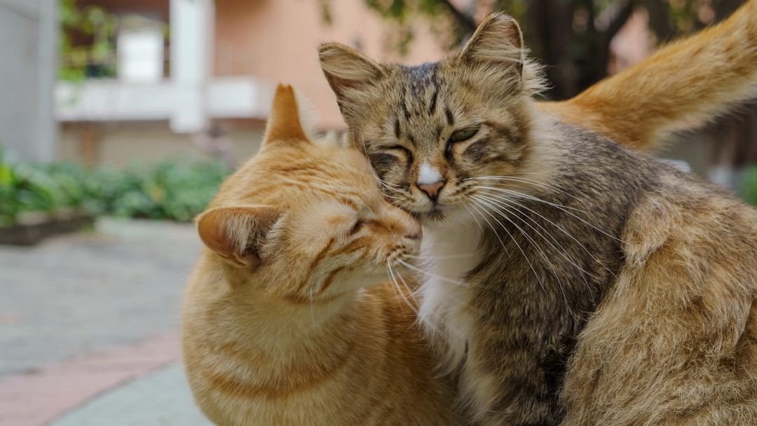 Your Cat's Tail: More Than Just a Balancer, It's a Mood Ring