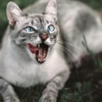 Why Does Your Cat 'Talk' to Objects? They're Practicing Their Hunting Prowess!