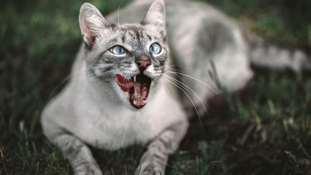 Why Does Your Cat 'Talk' to Objects? They're Practicing Their Hunting Prowess!