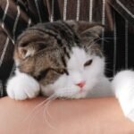 Is Your Cat a Secret Cuddle Bug Disguised as an Independent Spirit?