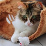 Why Does Your Cat Bring You 'Presents'? It's a Sign of Deep Trust