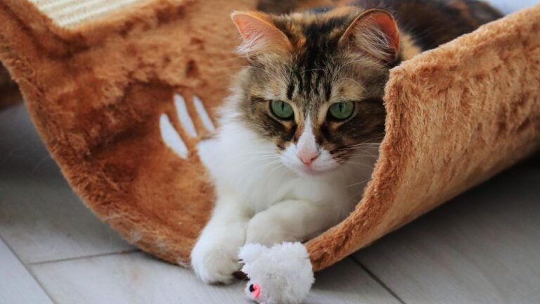 Why Does Your Cat Bring You 'Presents'? It's a Sign of Deep Trust
