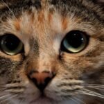 Your Cat's Eyes Hold the Secrets to Their Inner World (Are You Peeking?)