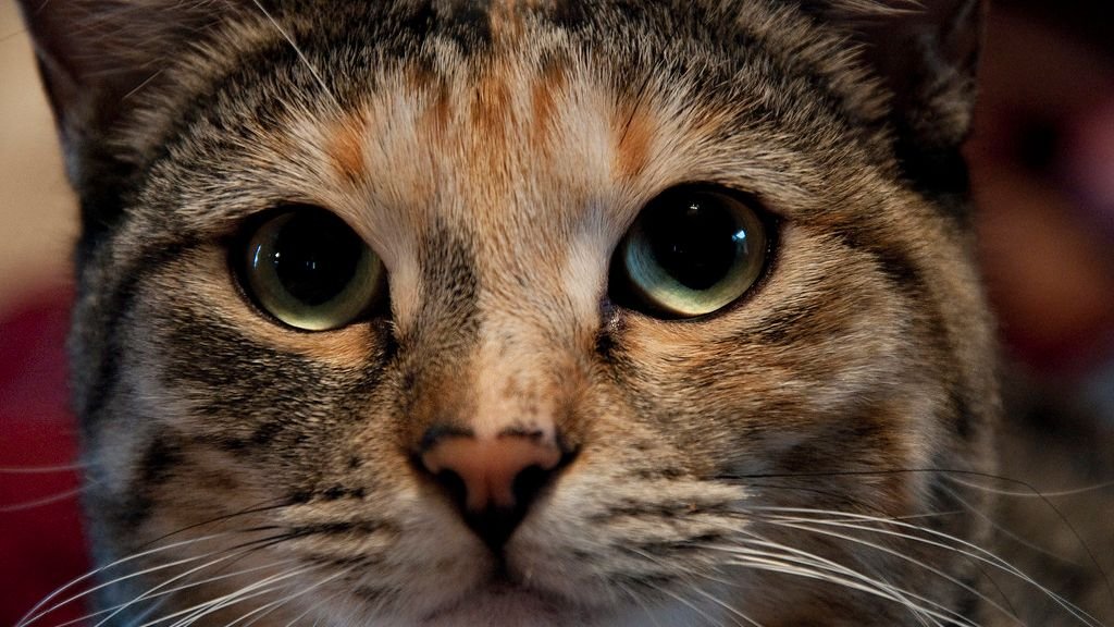 Your Cat's Eyes Hold the Secrets to Their Inner World (Are You Peeking?)