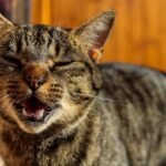 What If Your Cat's Nighttime Meows Are Secret Messages Just for You?