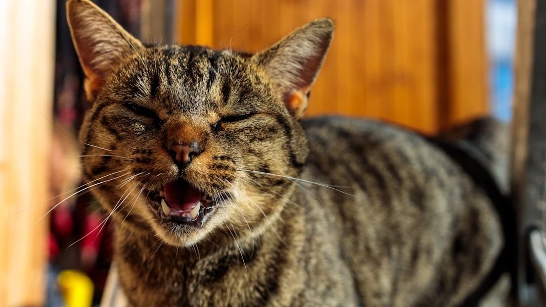 What If Your Cat's Nighttime Meows Are Secret Messages Just for You?