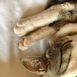 The Hidden Meaning Behind Your Cat's Favorite Sleeping Position
