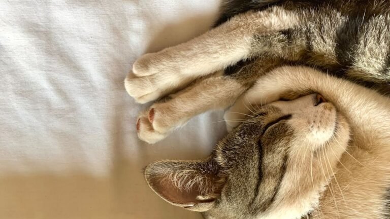 The Hidden Meaning Behind Your Cat's Favorite Sleeping Position