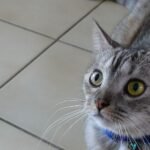 Why Does Your Cat Chase the Laser Pointer So Fiercely? It's Instinct!