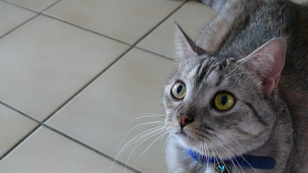 Why Does Your Cat Chase the Laser Pointer So Fiercely? It's Instinct!