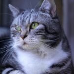 Cats Are Not Just Quiet Companions; They're Silent Observers of Your Life