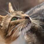 Your Cat's Whiskers: More Than Just Sensors, They're Their World Map