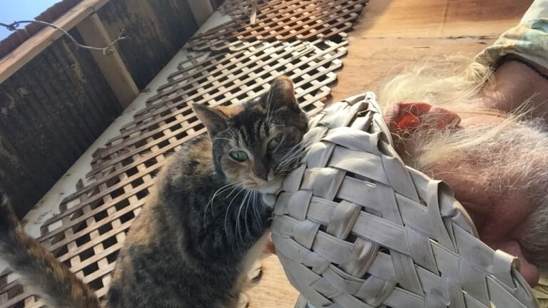 What If Your Cat's Head Bumps Are Their Way of Saying 'You're Mine'?