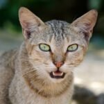 Cats Don't Just Meow; They Compose a Unique Symphony for Their Humans