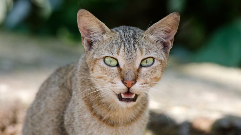 Cats Don't Just Meow; They Compose a Unique Symphony for Their Humans
