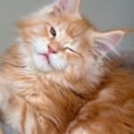 The Secret Language of Your Cat's Slow Blink: Decoding Feline Affection