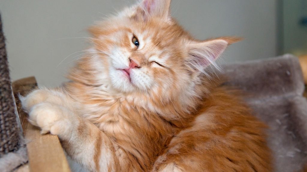 The Secret Language of Your Cat's Slow Blink: Decoding Feline Affection