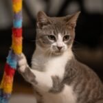 Your Cat's Playtime Rituals: More Than Just Fun, It's Their Inner Hunter Unleashed