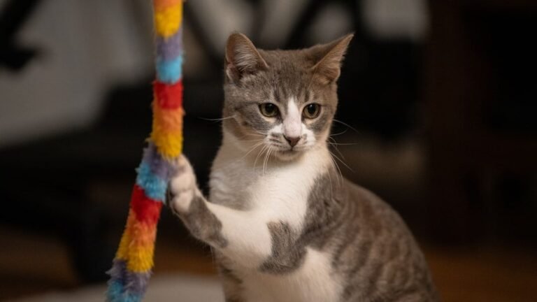 Your Cat's Playtime Rituals: More Than Just Fun, It's Their Inner Hunter Unleashed