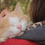 Your Cat's Favorite Human: 5 Signs It's You (Even If They're Aloof)