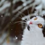 10 Cold Weather Mistakes Cat Owners Make