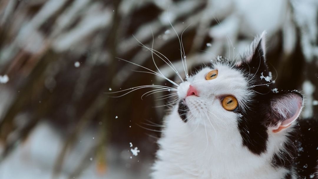 10 Cold Weather Mistakes Cat Owners Make