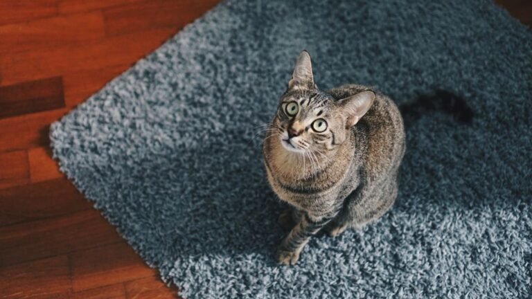 Is Your Cat a Secret Genius? 7 Surprising Clues They're Smarter Than You Think