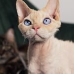 10 Cat Breeds Vets Warn Are a Poor Match for Owners Seeking a Calm Home
