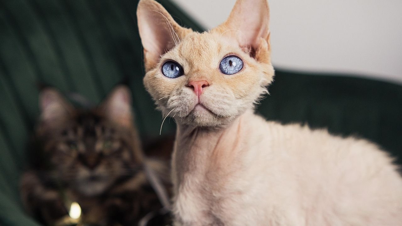 10 Cat Breeds Vets Warn Are a Poor Match for Owners Seeking a Calm Home