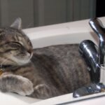 10 Unexpected Places Your Cat Loves to Nap (and What It Means)
