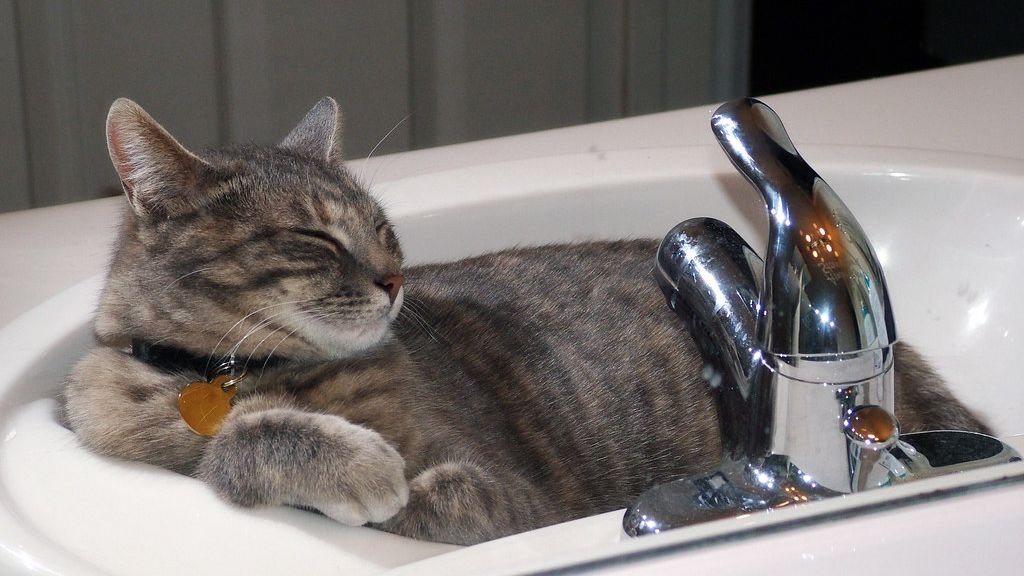 10 Unexpected Places Your Cat Loves to Nap (and What It Means)
