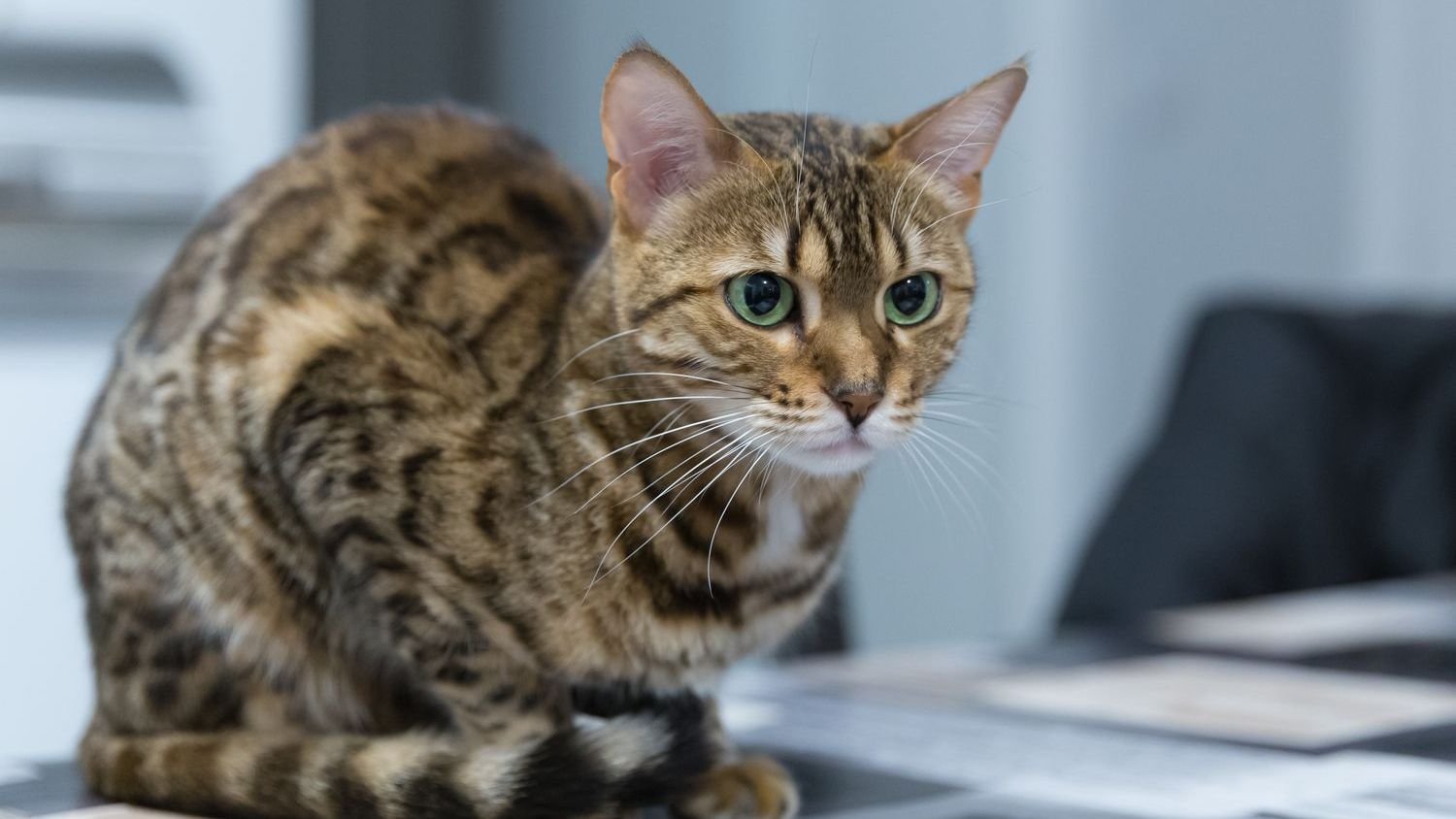 15 Cat Breeds Shelters Quietly Admit Are Returned Most Often for "Personality Conflicts"