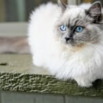 8 Cat Breeds That Can Be Too Demanding For Seniors