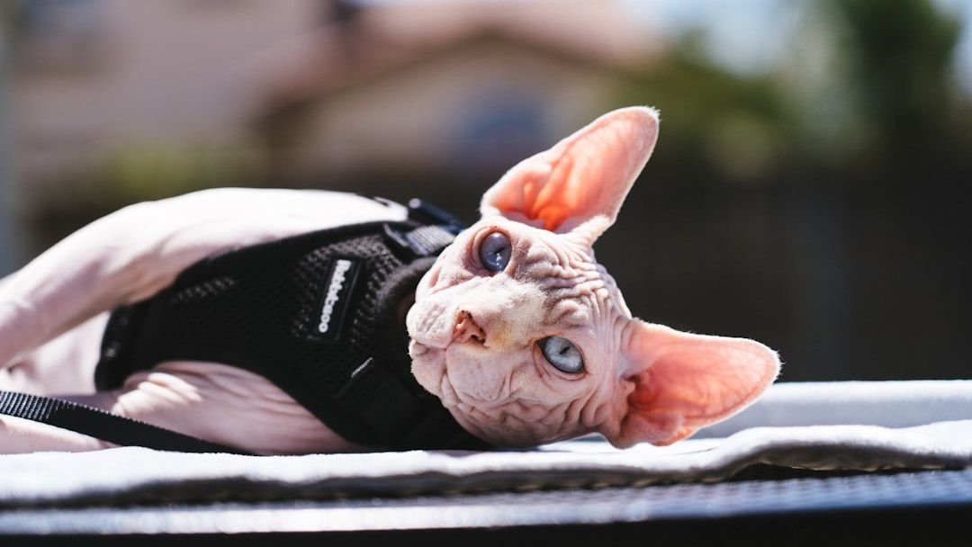 Gemini People Should Avoid These 8 Cat Breeds That Are Mentally Exhausting
