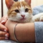 8 Cat Breeds Perfect as Calm Companions for People Over Sixty