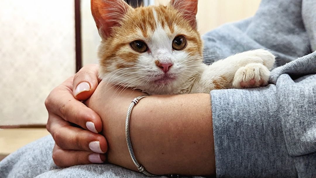 8 Cat Breeds Perfect as Calm Companions for People Over Sixty