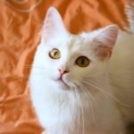 15 Cat Breeds That Clash With Busy Lifestyles More Than Owners Expect