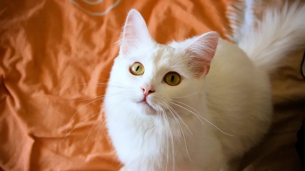15 Cat Breeds That Clash With Busy Lifestyles More Than Owners Expect