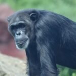After 34 Years in Chains, This Chimp Finally Gets His Own Island Sanctuary