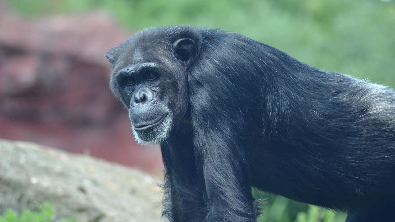 After 34 Years in Chains, This Chimp Finally Gets His Own Island Sanctuary