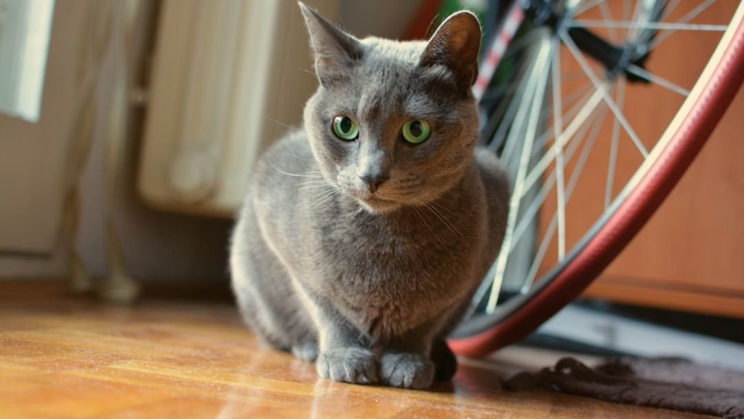 11 Cat Breeds That Can Be Emotionally Demanding with Varying Levels of Affection