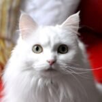 8 Cat Breeds Most Suitable For Zodiac Sign Sagittarius